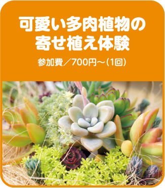 可愛い多肉植物の寄せ植え体験